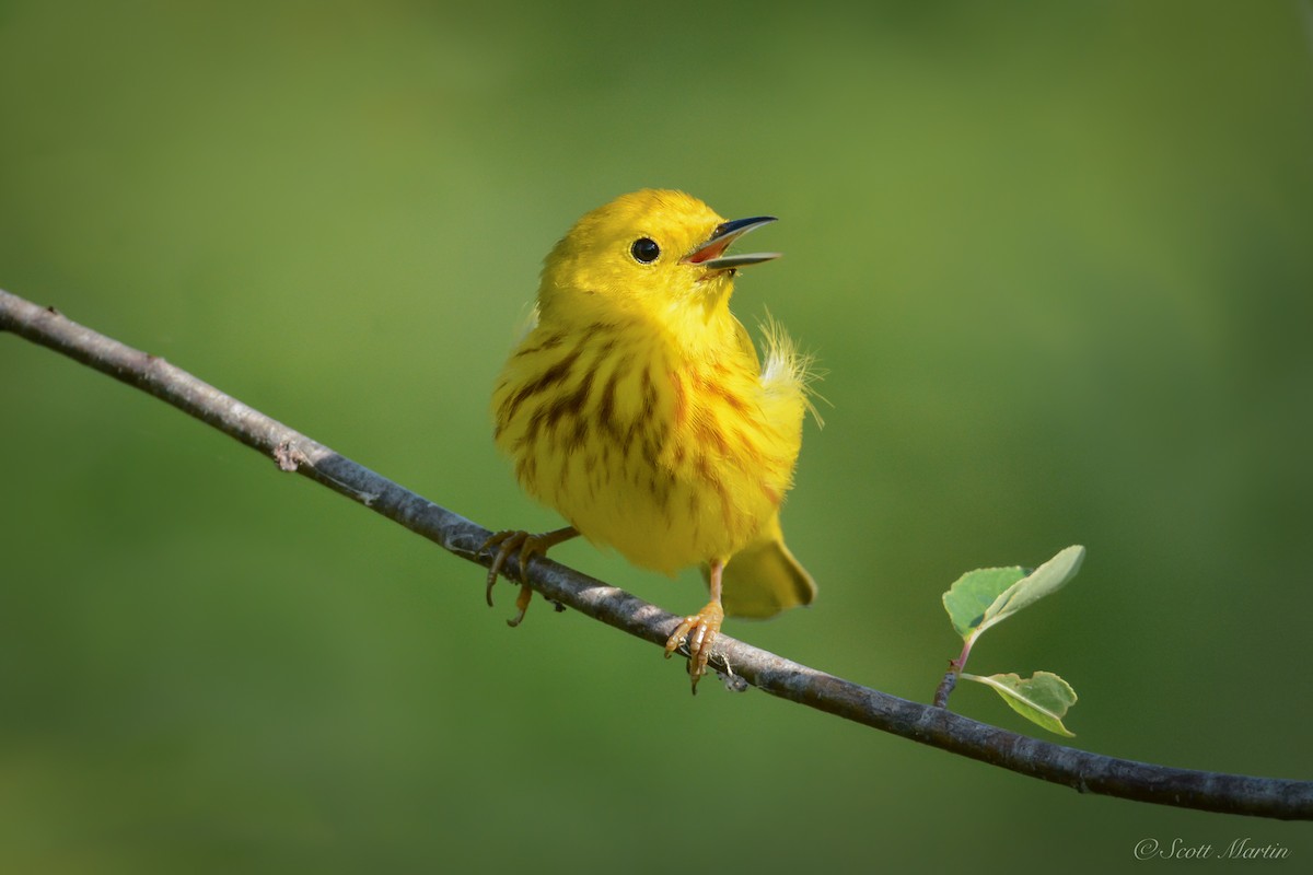 Yellow Warbler - Scott Martin