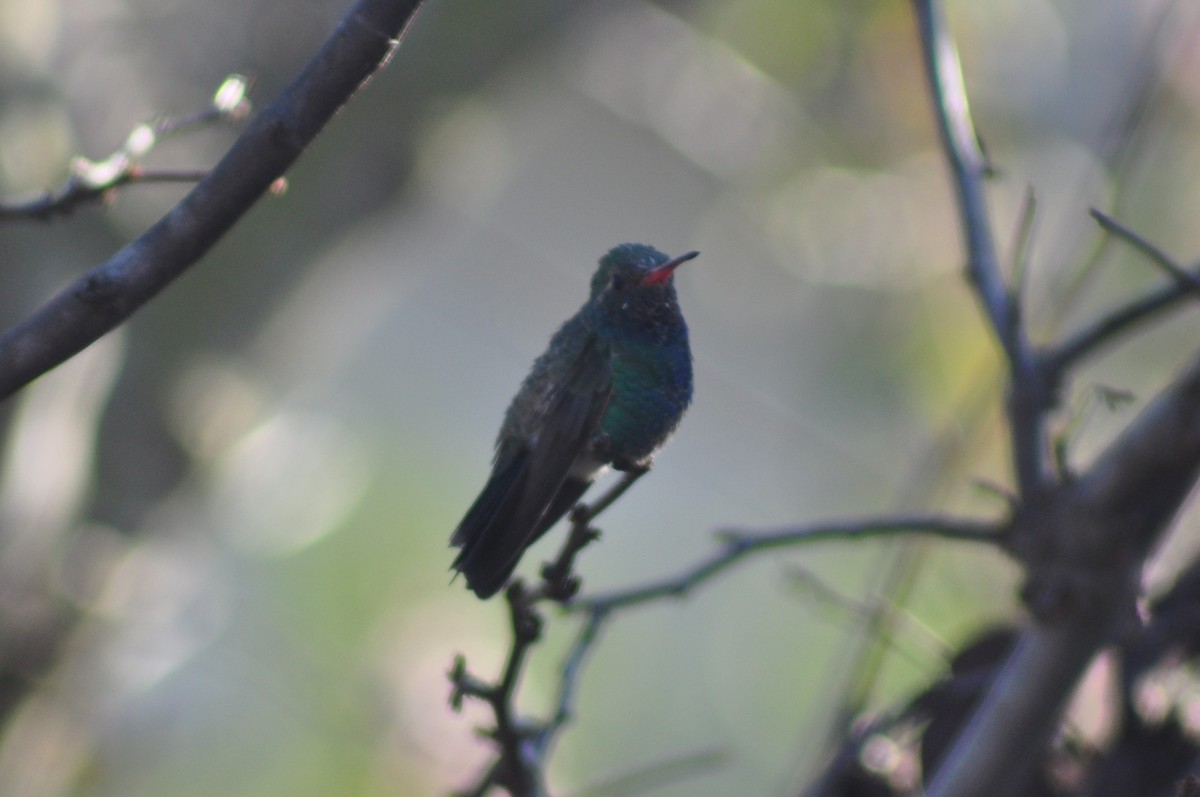 Broad-billed Hummingbird - Neil Zhang