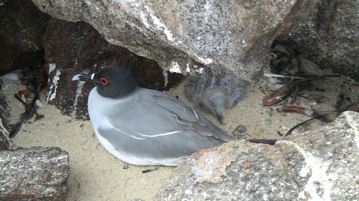 Swallow-tailed Gull - ML84371541