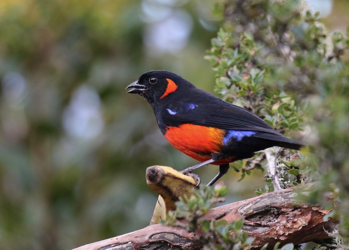Scarlet-bellied Mountain Tanager - ML84372601