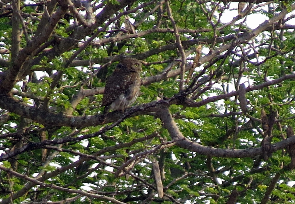 African Barred Owlet - Pat McKay