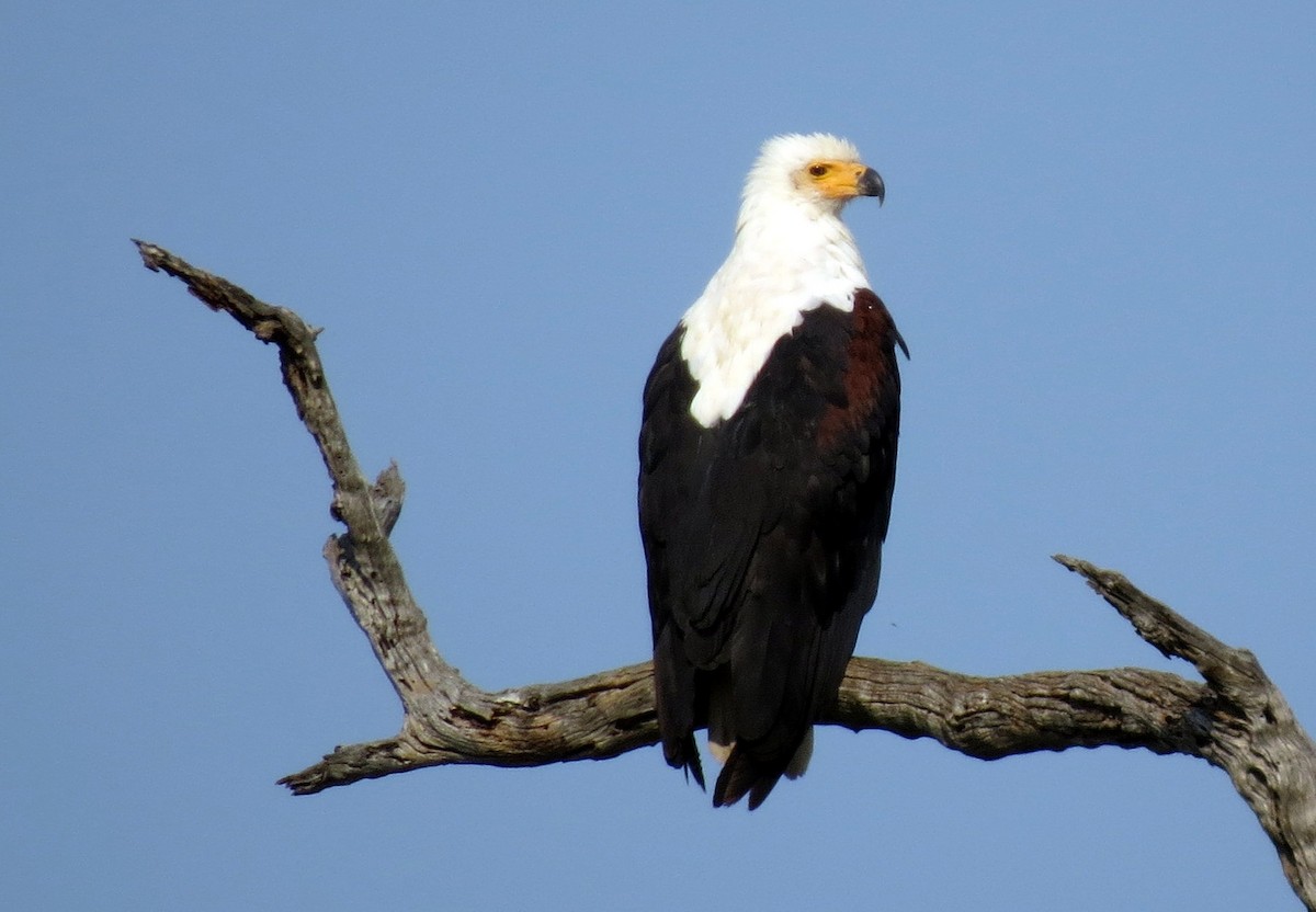 African Fish-Eagle - ML84375231