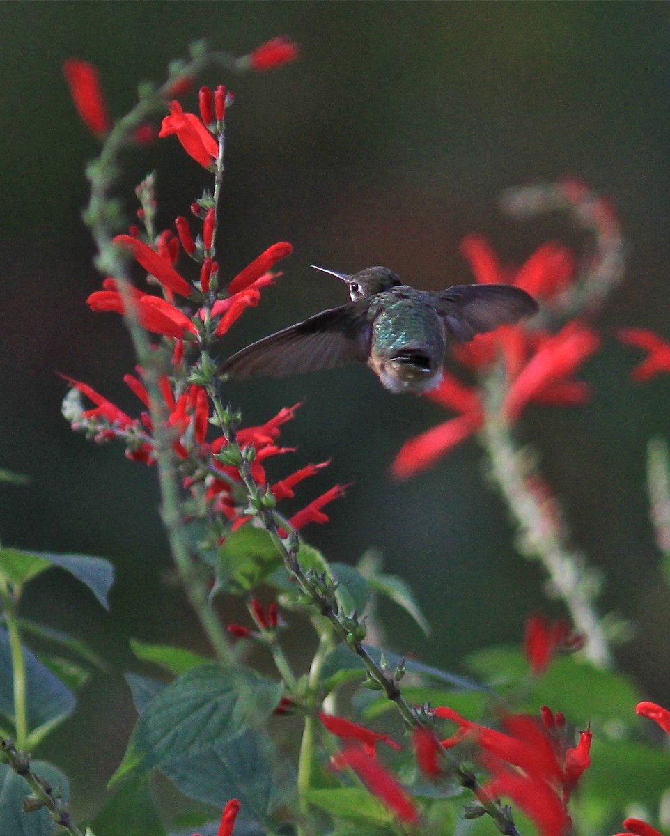 Calliope Hummingbird - ML84375681