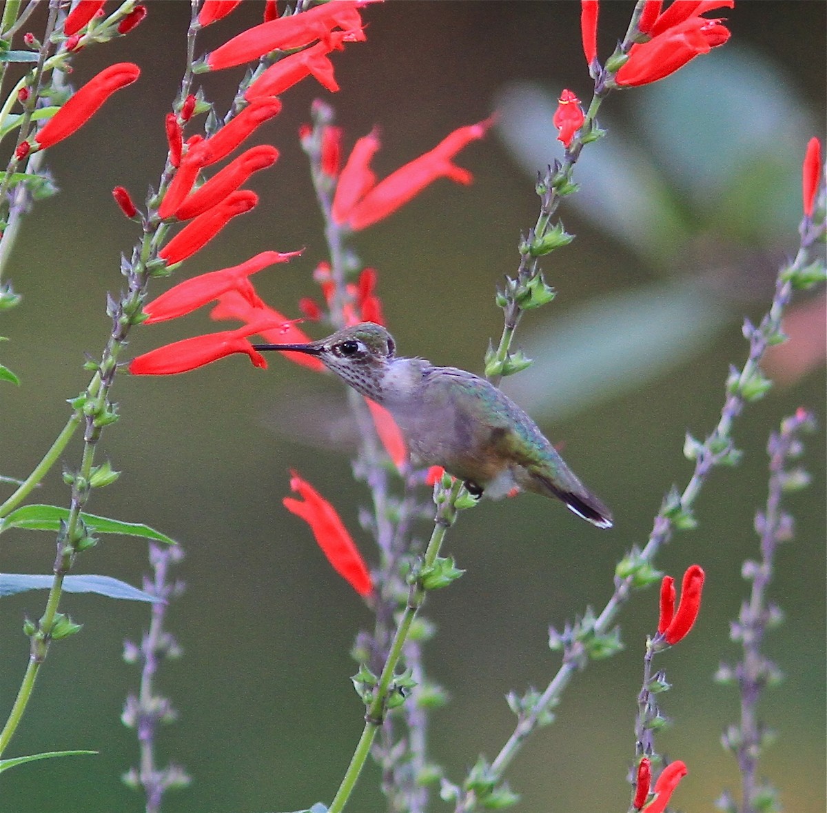 Calliope Hummingbird - ML84375691