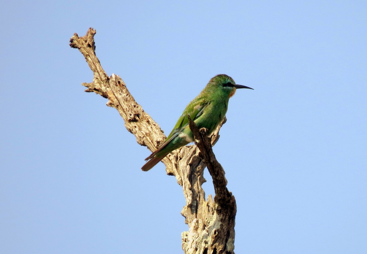 Blue-cheeked Bee-eater - Pat McKay