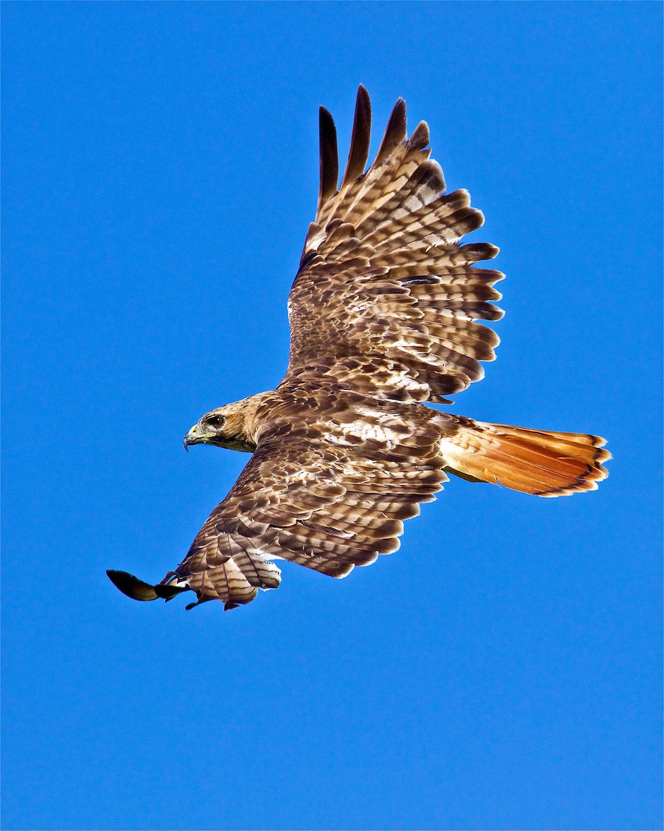 Red-tailed Hawk - ML84375971