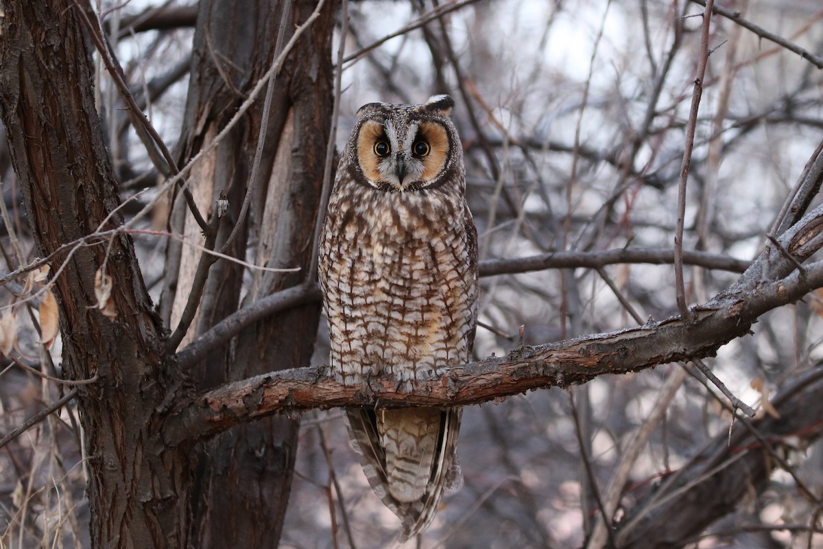 Long-eared Owl - ML84377131