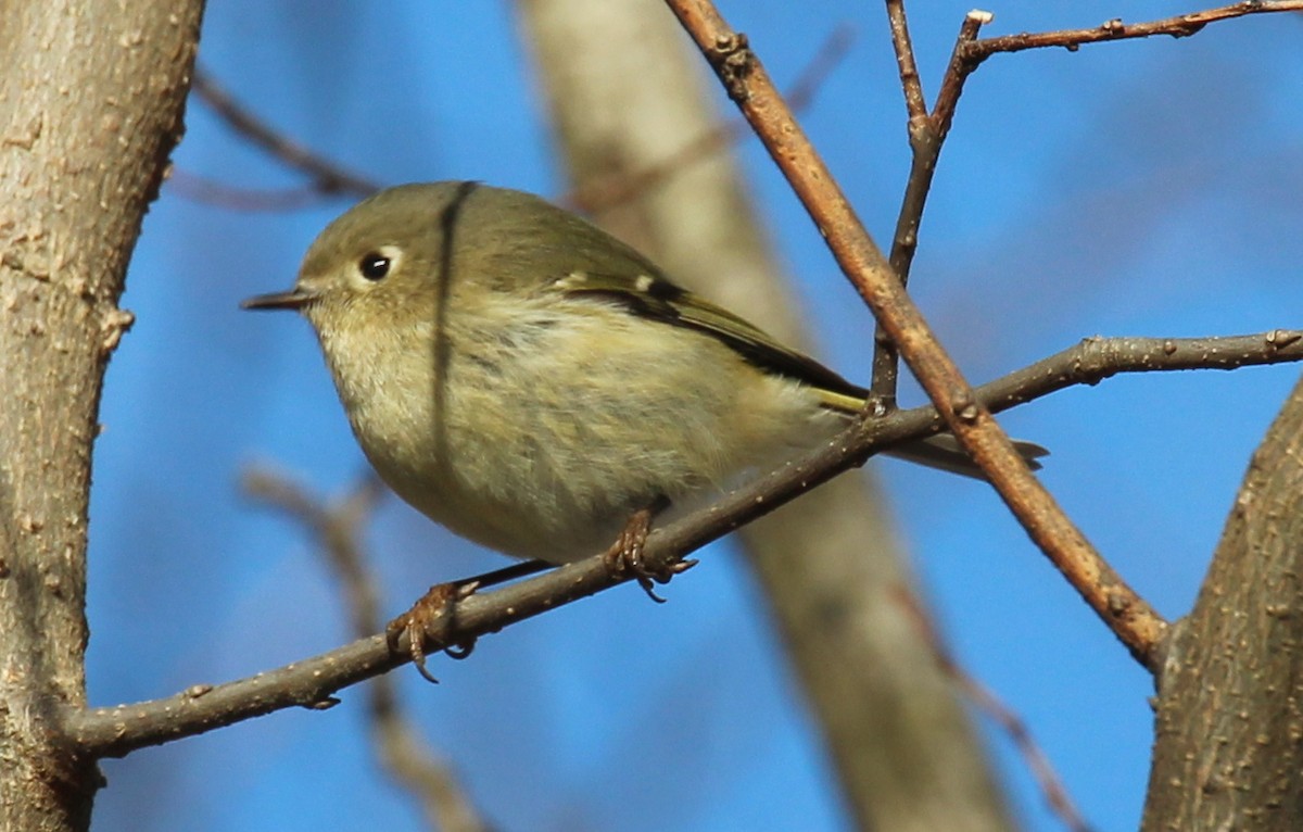 Ruby-crowned Kinglet - kevin dougherty