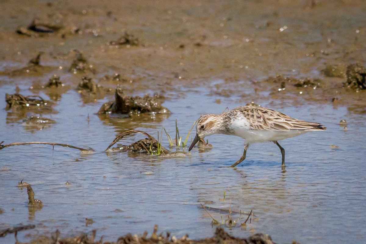 Semipalmated Sandpiper - Kyle Blaney