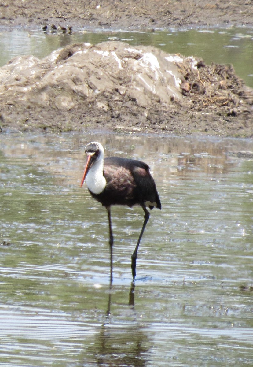 African Woolly-necked Stork - ML84379281