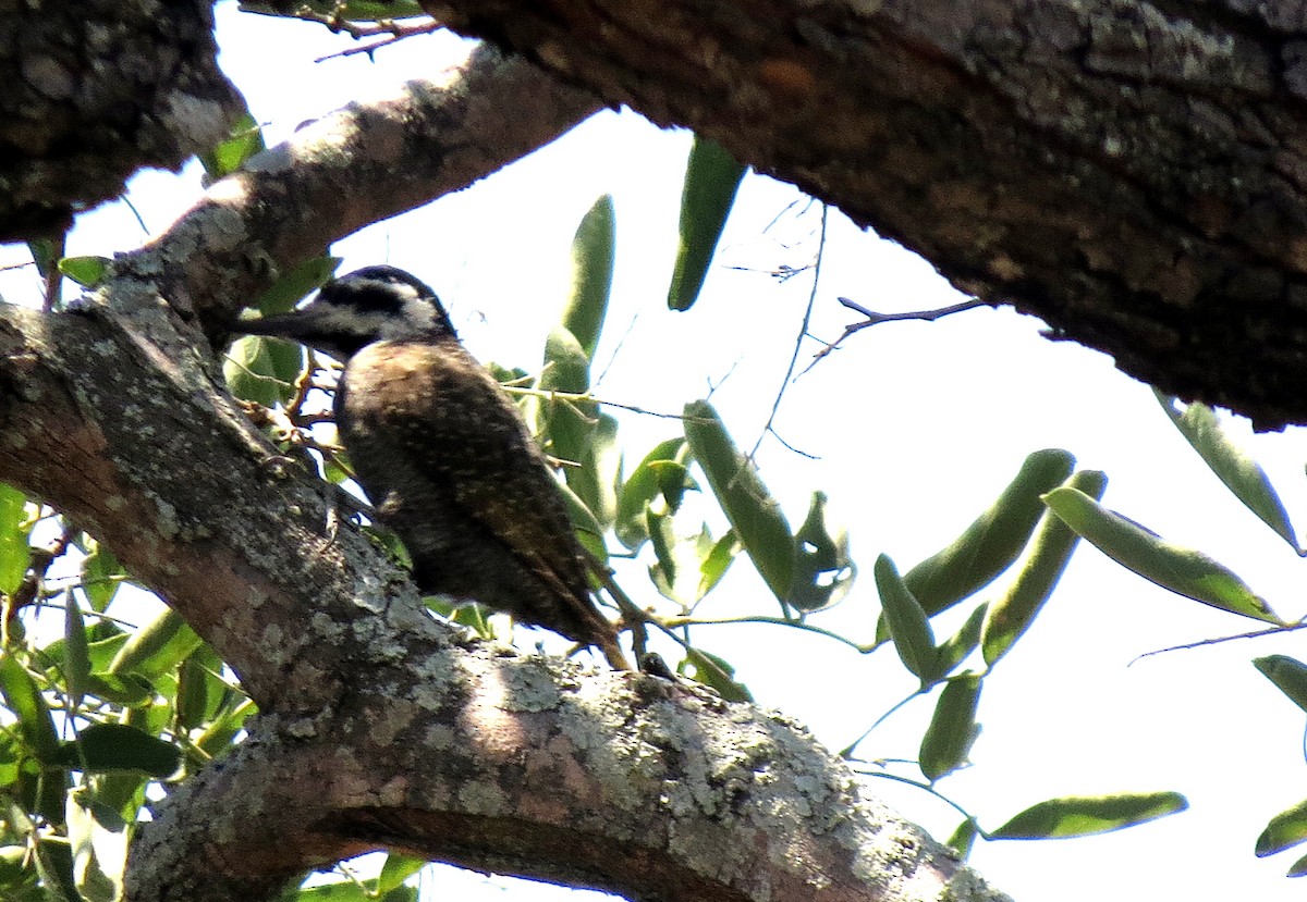 Bearded Woodpecker - ML84379701
