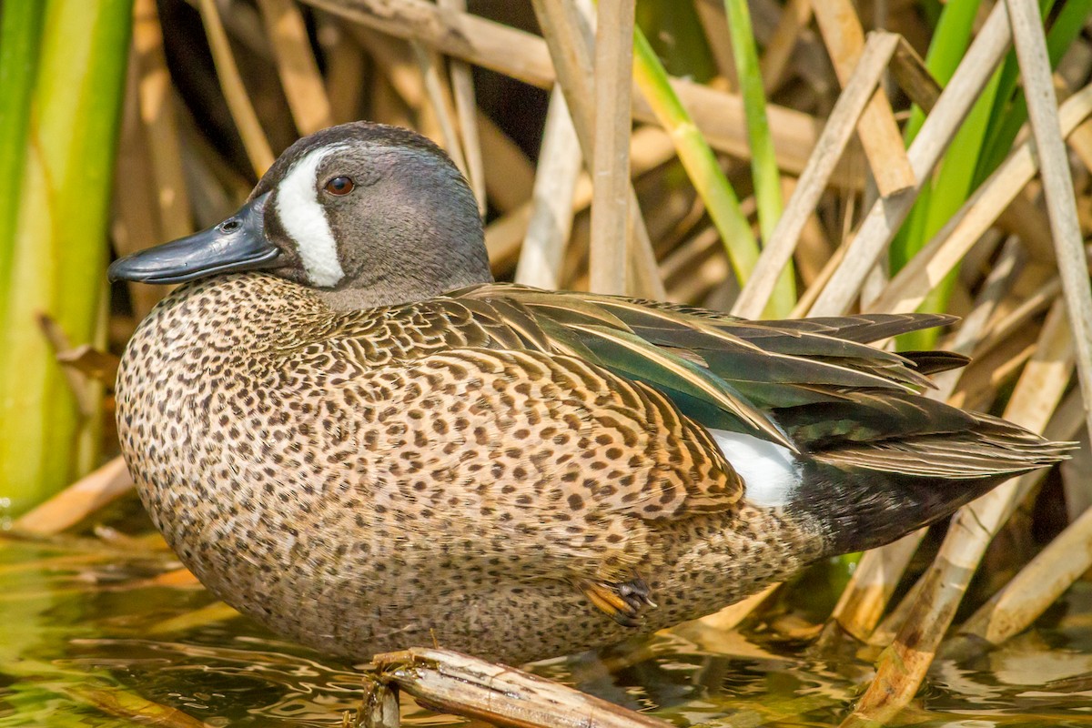 Blue-winged Teal - ML84380511