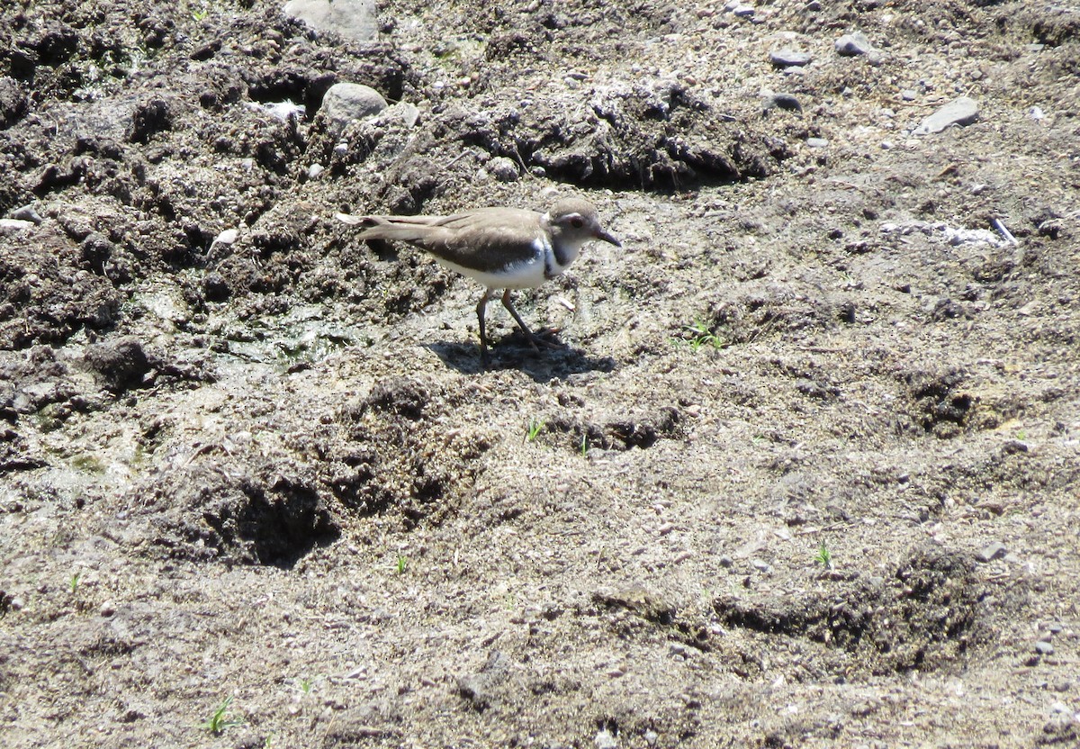 Three-banded Plover - Pat McKay