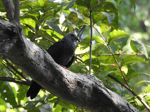 Andaman Wood-Pigeon