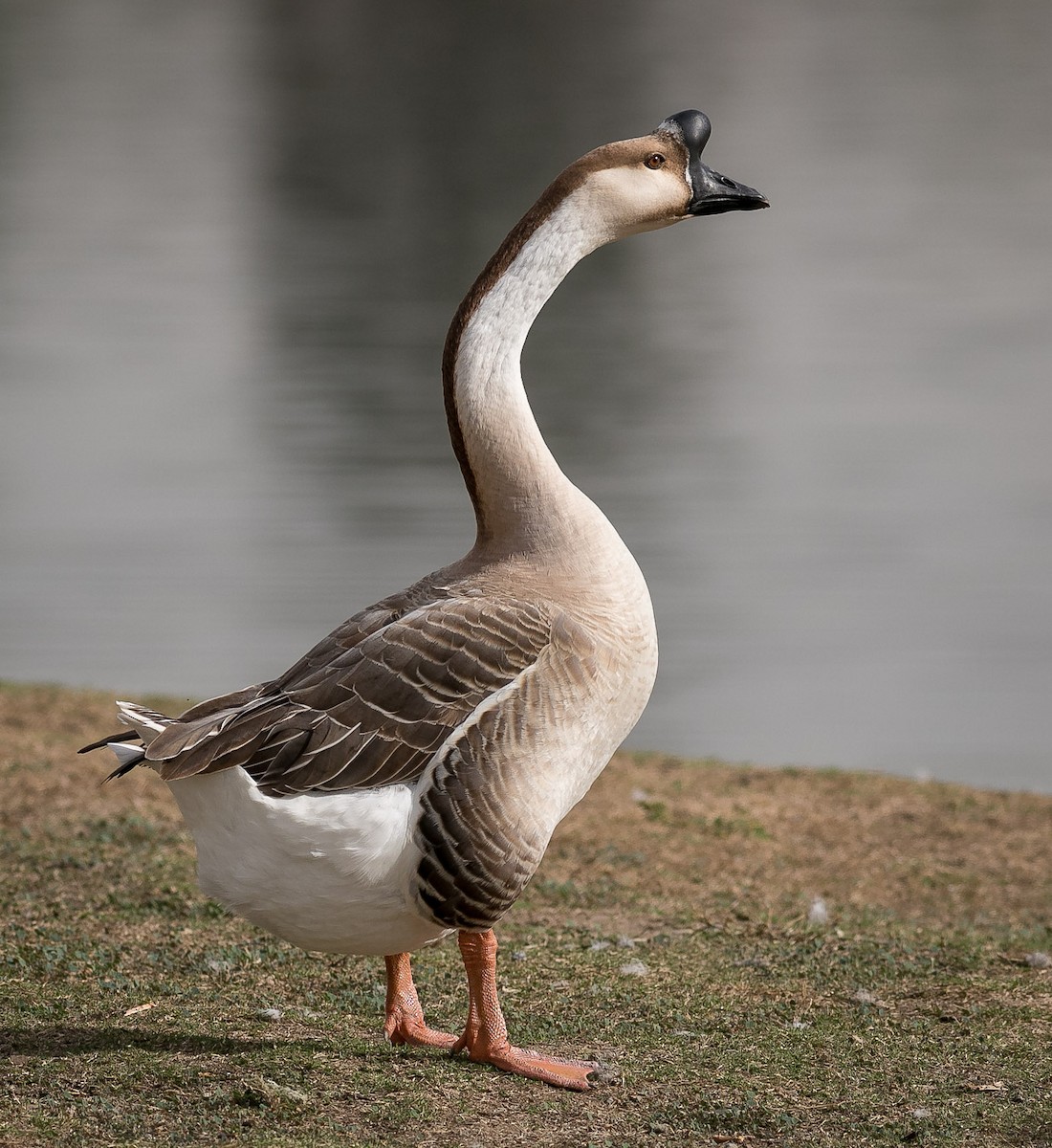 Swan Goose (Domestic type) - ML84381691