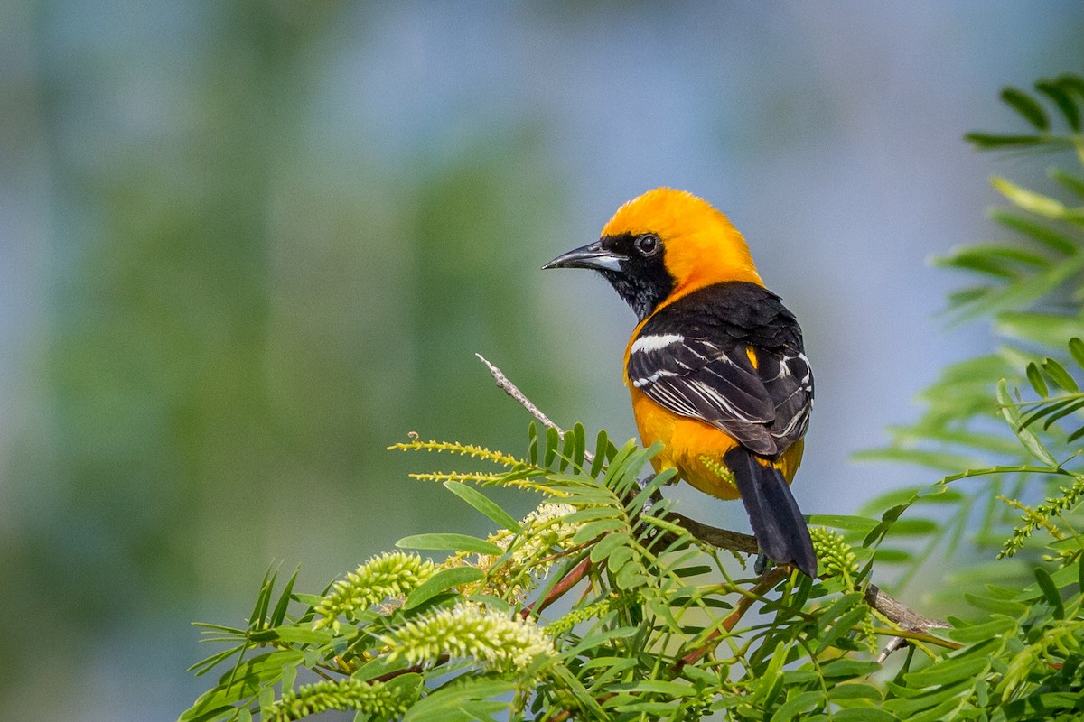 Hooded Oriole - Kyle Blaney