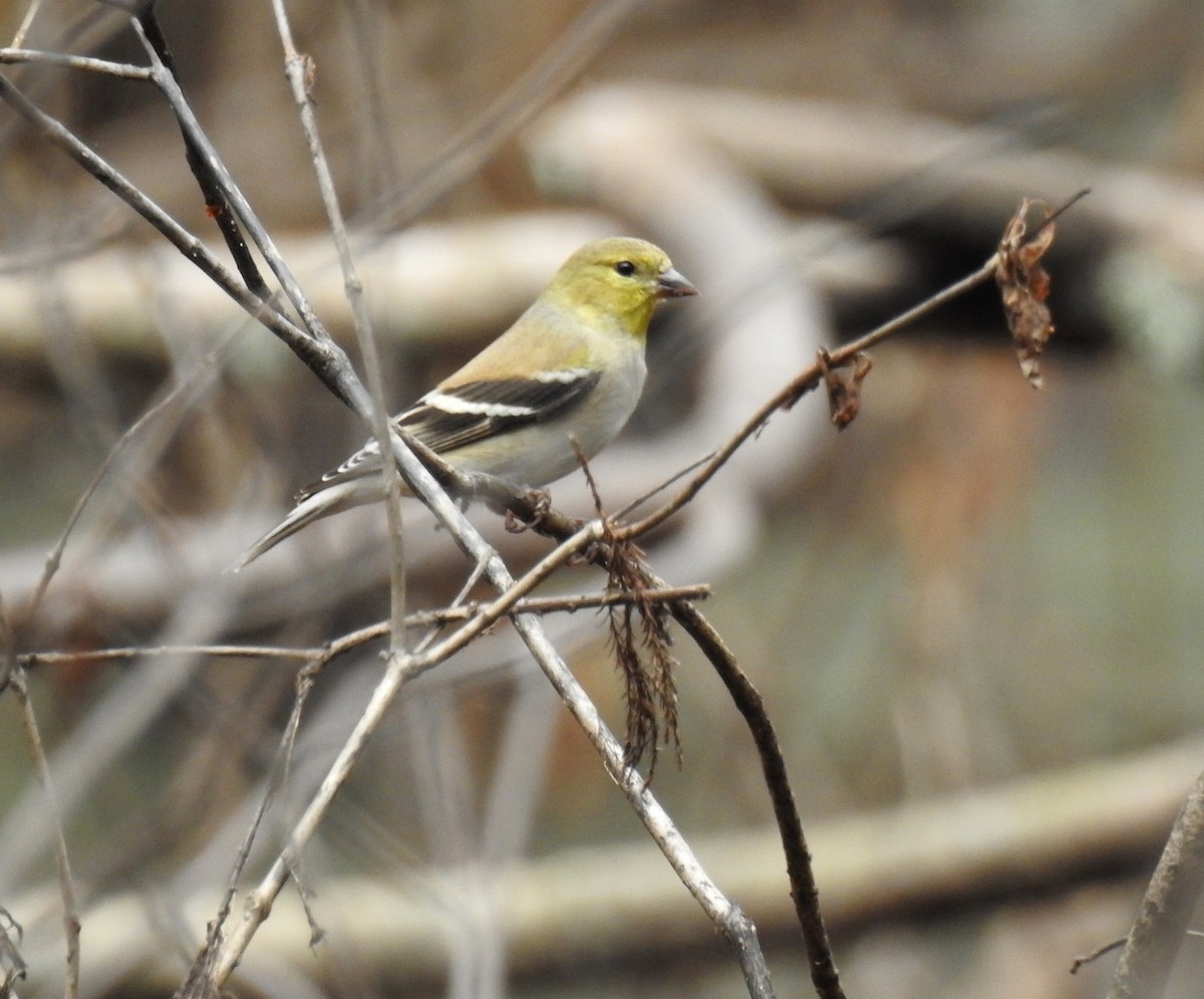 American Goldfinch - deborah grimes