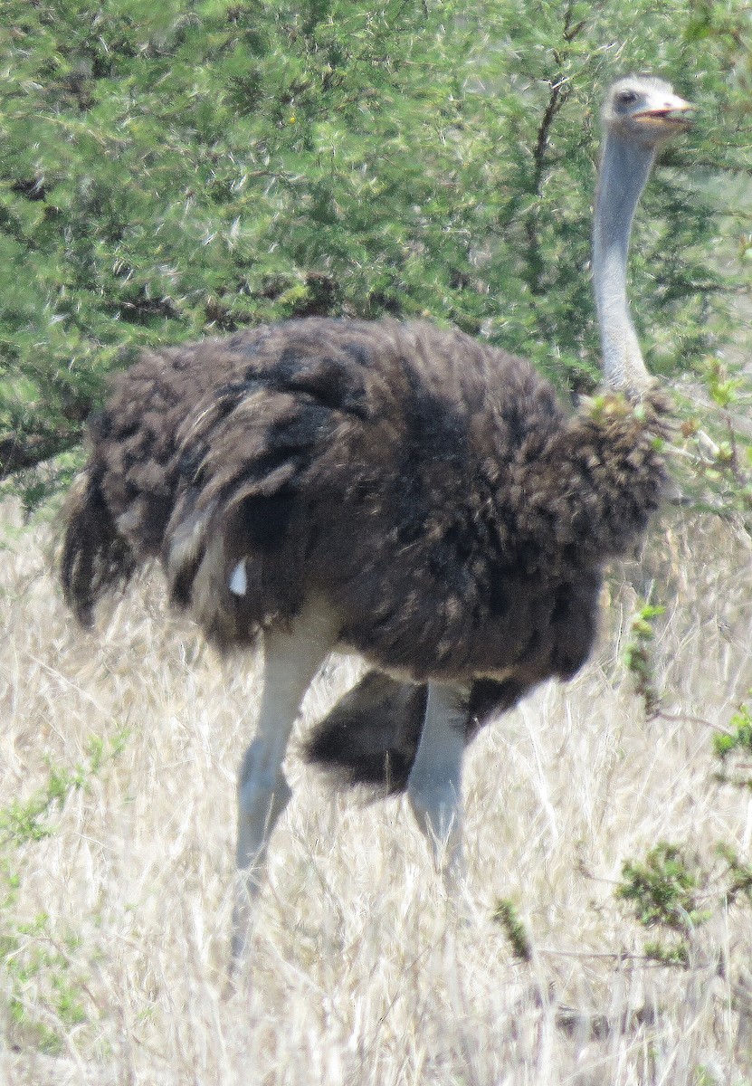 Common Ostrich - ML84381991
