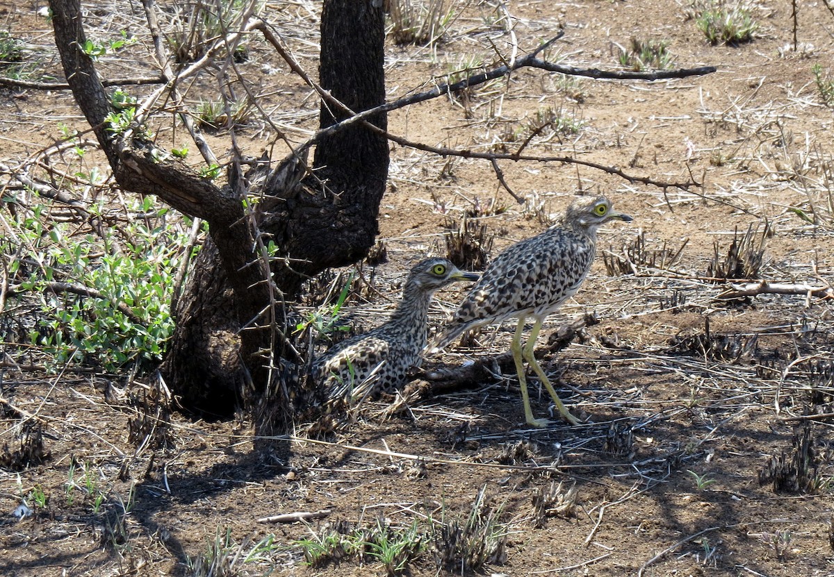 Spotted Thick-knee - ML84382511