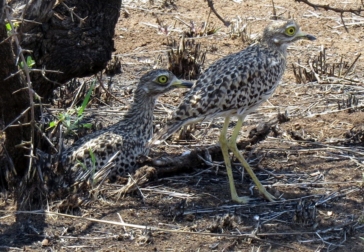 Spotted Thick-knee - ML84382551