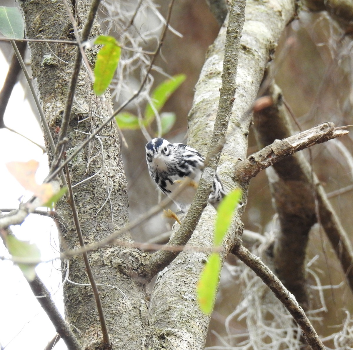 Black-and-white Warbler - deborah grimes