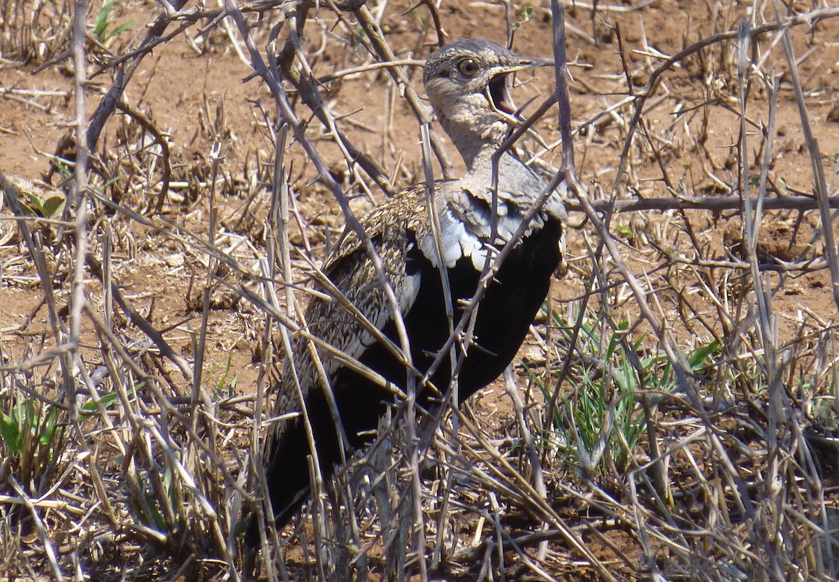 Red-crested Bustard - ML84382881