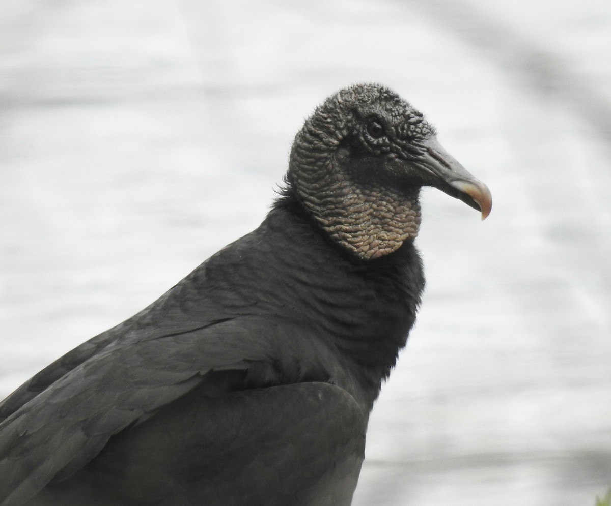 Black Vulture - deborah grimes