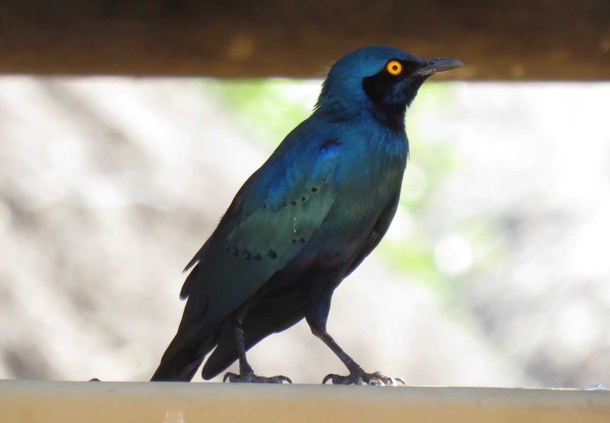 Greater Blue-eared Starling - ML84383691