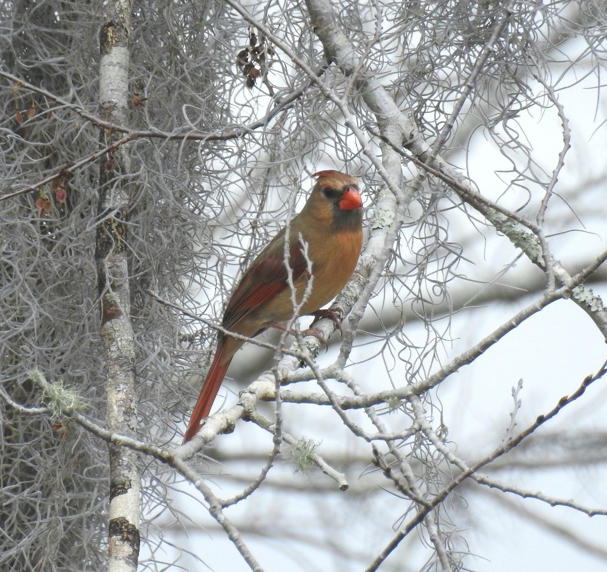 Northern Cardinal - deborah grimes