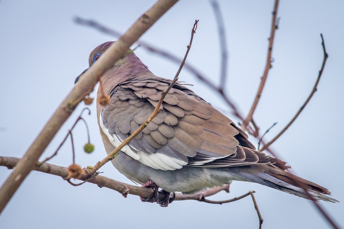White-winged Dove - Kyle Blaney