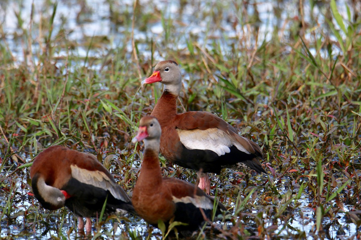 Black-bellied Whistling-Duck - Gustino Lanese