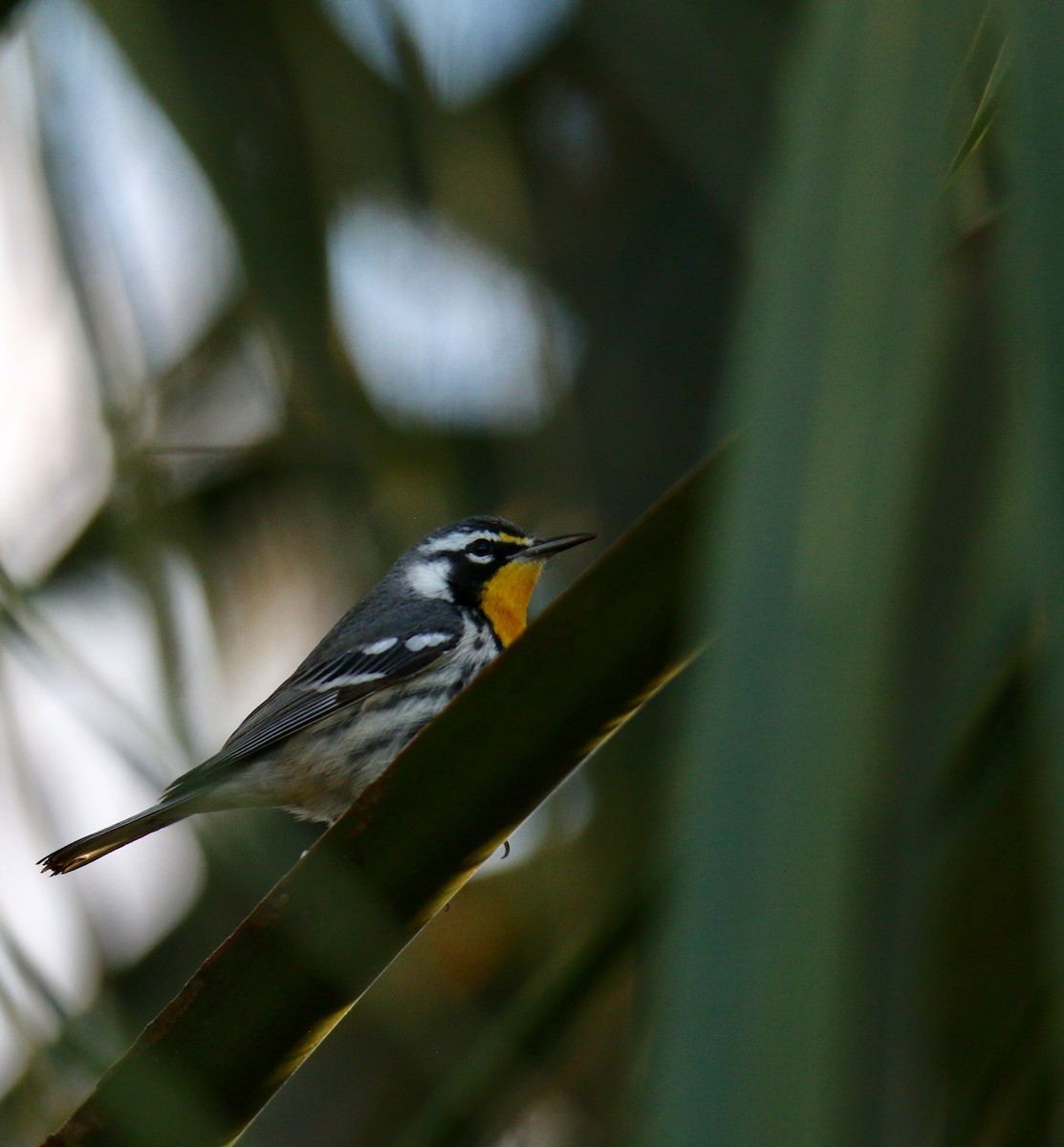 Yellow-throated Warbler - Gustino Lanese