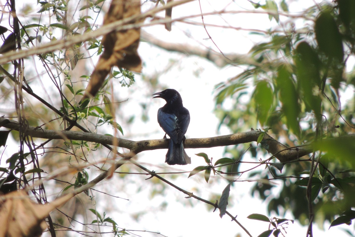 Hair-crested Drongo - ML84390631