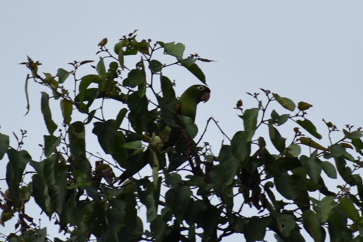 velký papoušek sp. (dříve Aratinga sp.) - ML84391971