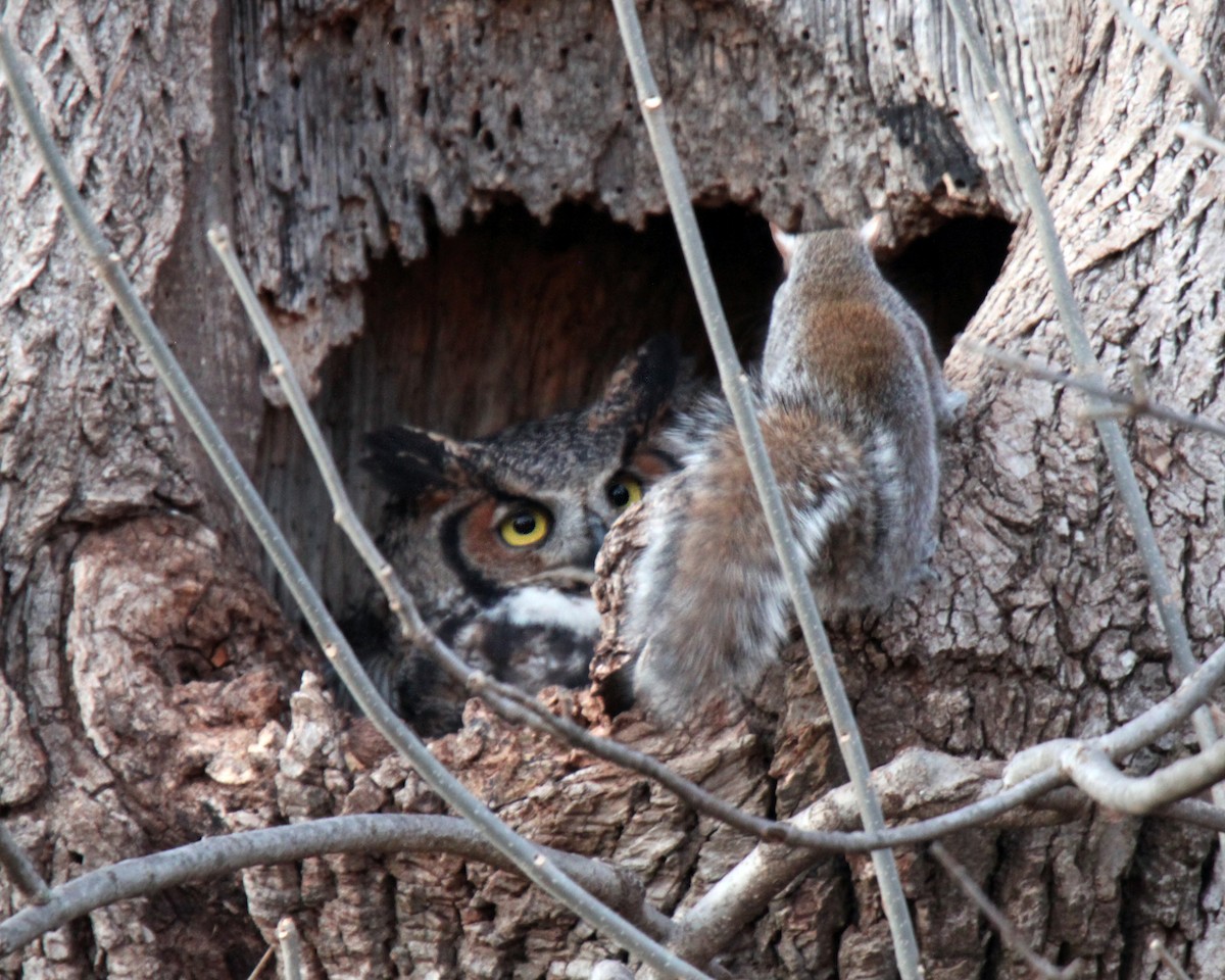 Great Horned Owl - ML84392241