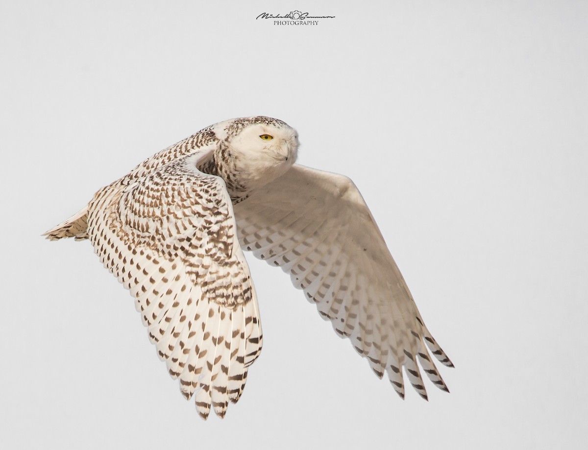 Snowy Owl - Michelle Summers