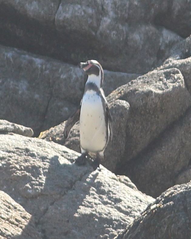 Humboldt Penguin - Anonymous