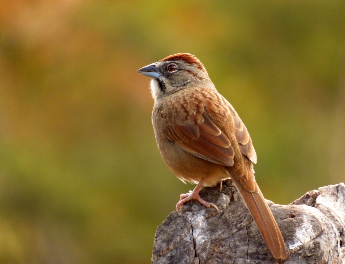 Rusty Sparrow - Roselvy Juárez