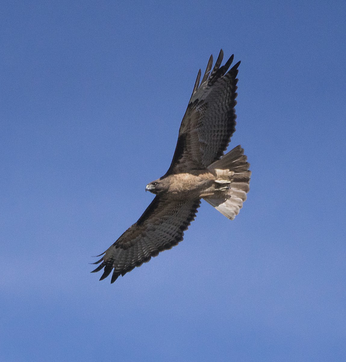 Red-tailed Hawk - ML84395761