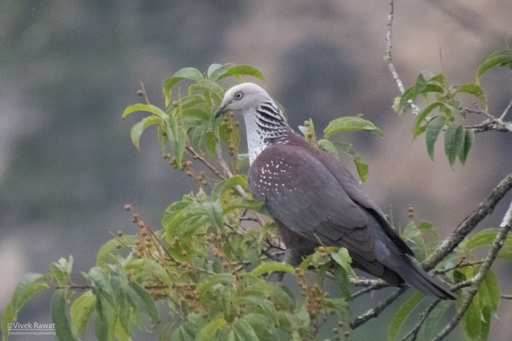 Speckled Wood-Pigeon - ML84398861