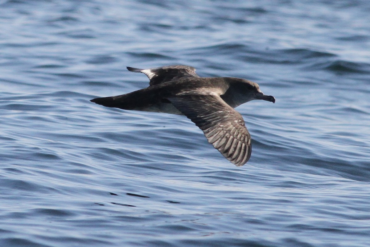 Pink-footed Shearwater - ML84398951