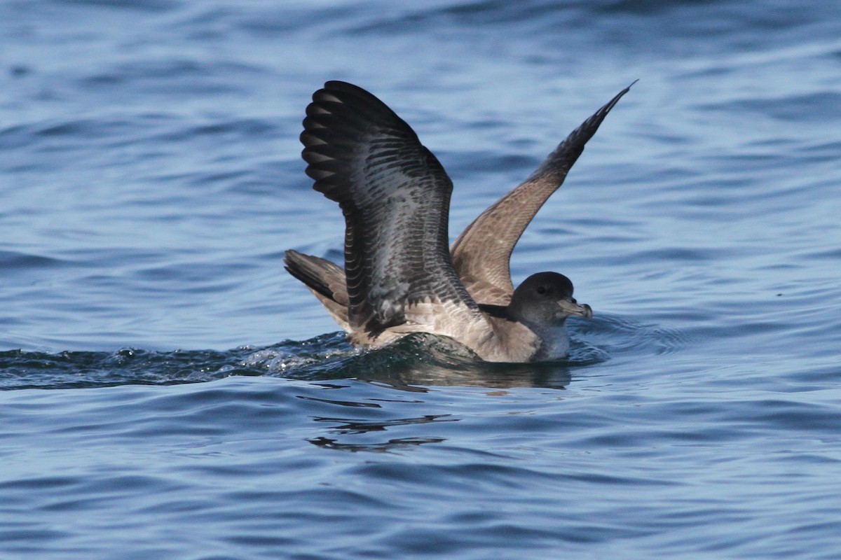 Pink-footed Shearwater - ML84398961