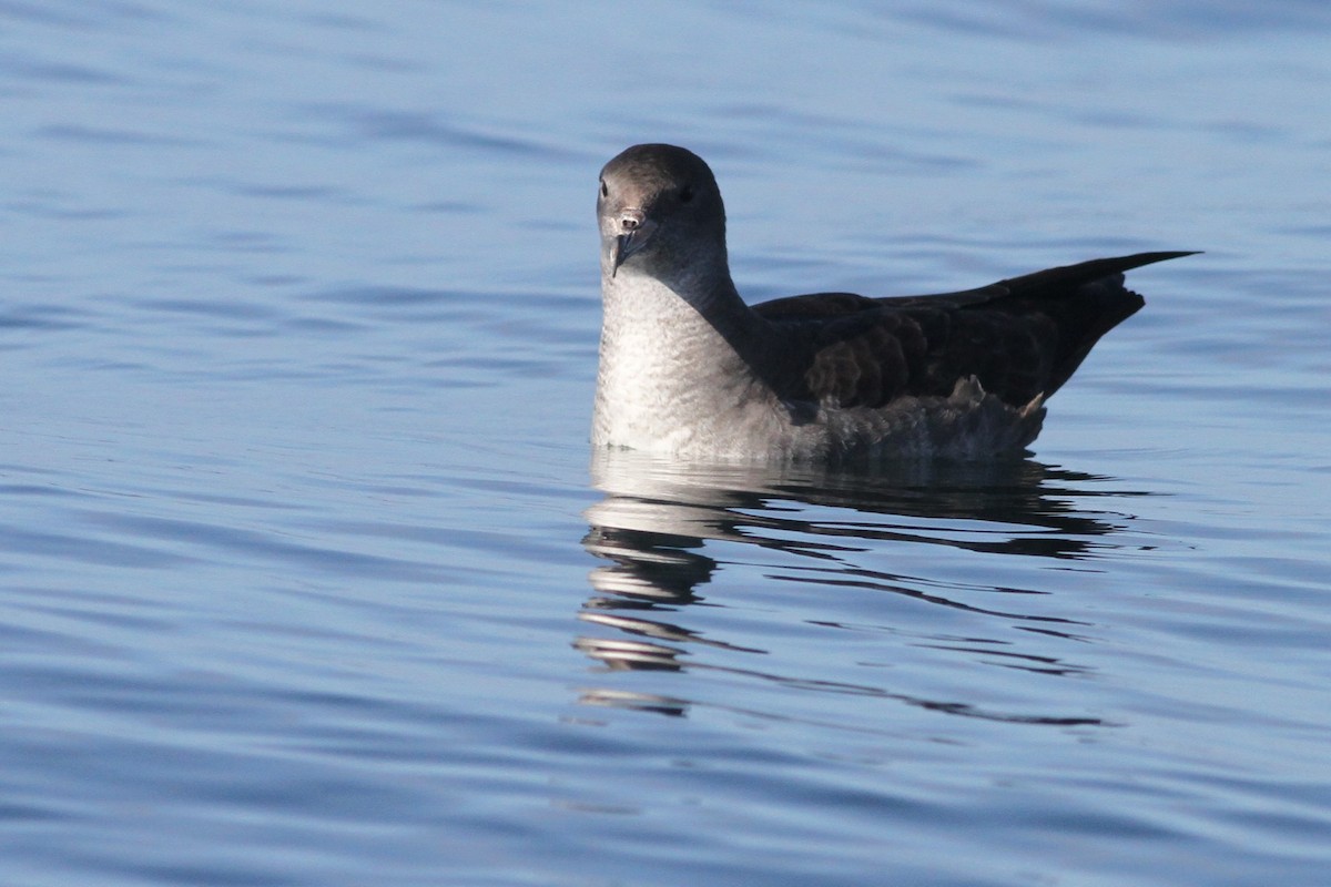 Pink-footed Shearwater - ML84398971