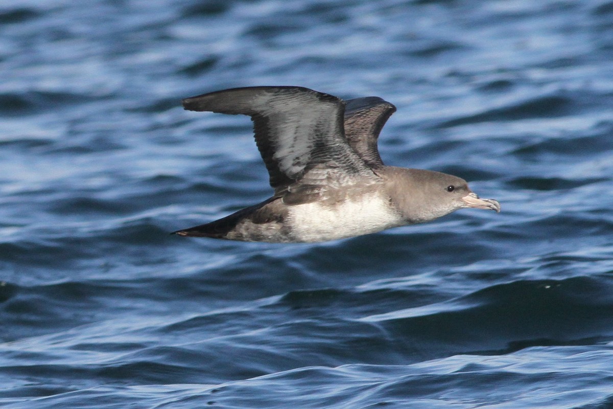 Pink-footed Shearwater - ML84398981