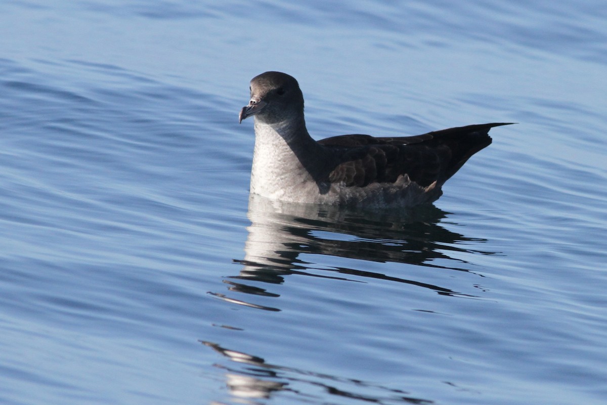Pink-footed Shearwater - ML84398991