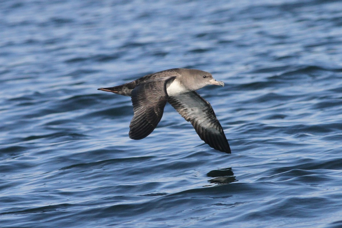 Pink-footed Shearwater - ML84399001