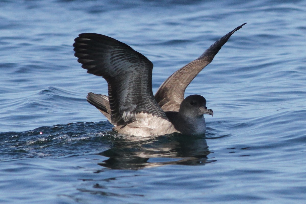 Pink-footed Shearwater - ML84399021