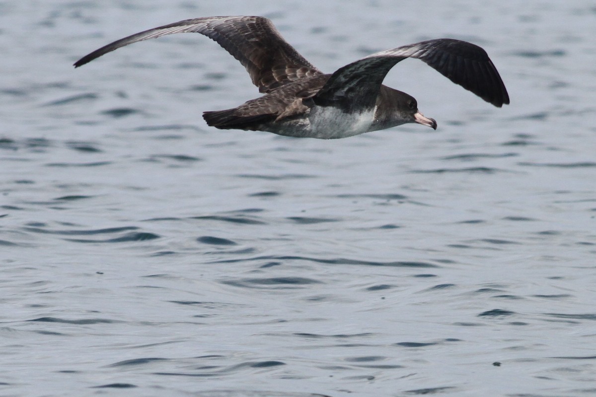 Pink-footed Shearwater - ML84399051