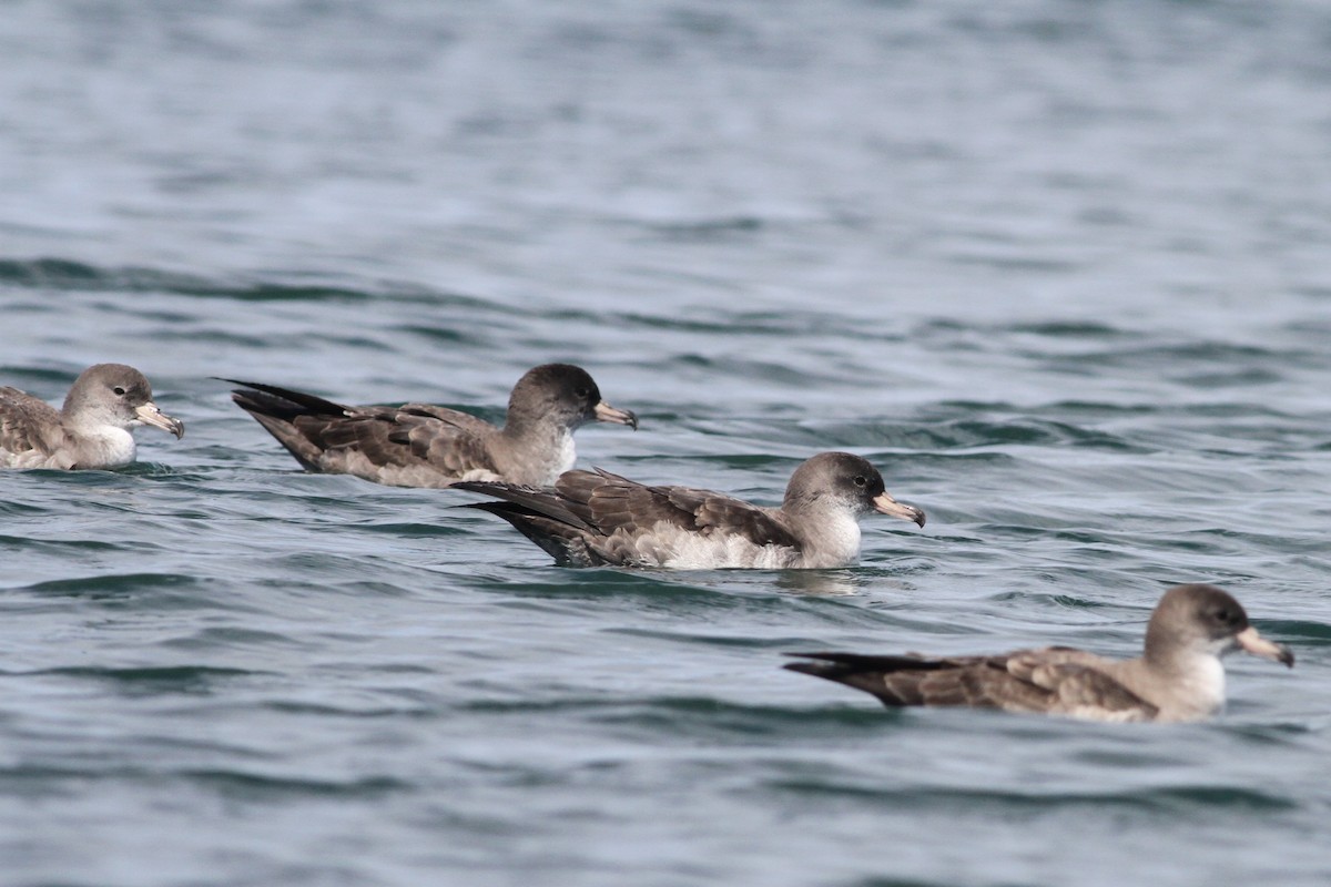 Pink-footed Shearwater - ML84399081