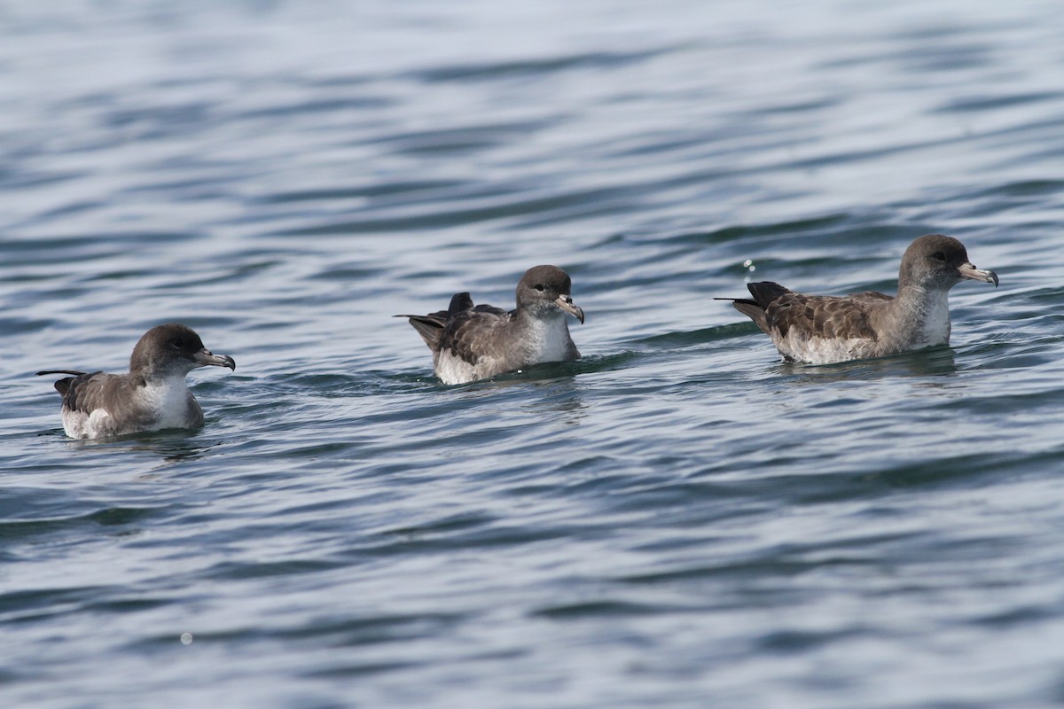 Pink-footed Shearwater - ML84399141